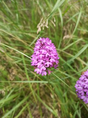 Piramit orkidesi, Orchis Piramidal, Anacamptis en pyramide, orkide kuyruğu de renard - Anacamptis Pyramidalis - Orkide, Orkide