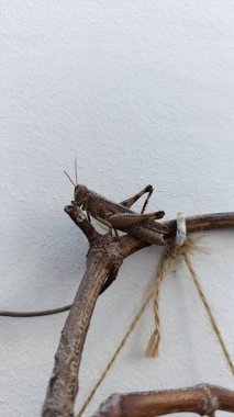 Mısır Çekirgesi, Mısır Çekirgesi, Kriket Çekirgesi - Anakridyum Aegyptium - Cyrtacanthridinae