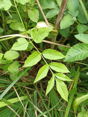 Vahşi Angelica, Anglique des bois, Anglique sauvage, Anglica sylvestre - Angelica sylvestris - Apiaceae, Apiaces