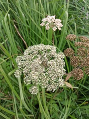 Vahşi Angelica, Anglique des bois, Anglique sauvage, Anglica sylvestre - Angelica sylvestris - Apiaceae, Apiaces
