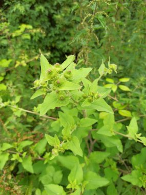 Küçük burdock, Burweed, Louse bur, yaygın burdock, Button bur, guguk kuşu, Petite bardane - Arctium minus - Asteraceae, Astraces