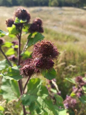 Küçük burdock, Burweed, Louse bur, yaygın burdock, Button bur, guguk kuşu, Petite bardane - Arctium minus - Asteraceae, Astraces