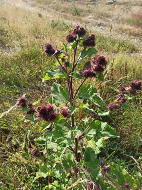 Küçük burdock, Burweed, Louse bur, yaygın burdock, Button bur, guguk kuşu, Petite bardane - Arctium minus - Asteraceae, Astraces