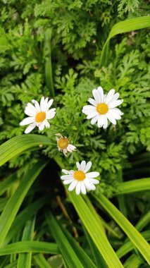 Marguerite Daisy, Boston papatyası, Beyaz Marguerite, Paris Marguerite, Argyranthme buissonnant - Argyranthemum frutescens - Asteraceae