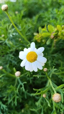 Marguerite Daisy, Boston papatyası, Beyaz Marguerite, Paris Marguerite, Argyranthme buissonnant - Argyranthemum frutescens - Asteraceae