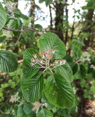 Genel beyazışık, Alisier Blanc, Alouchier, Allier - Aria edulis, Sorbus aria - Rosaceae, Rosaces