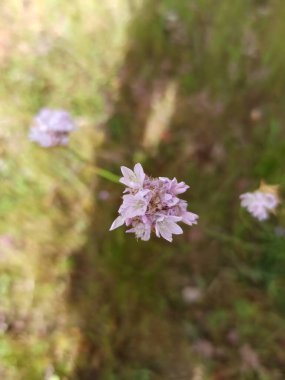 Jersey Thrift, muz suyu, Armrie des samur, Gazon d 'Espagne - Armeria Arenaria - Plumbaginaceae, Plumbaginaces