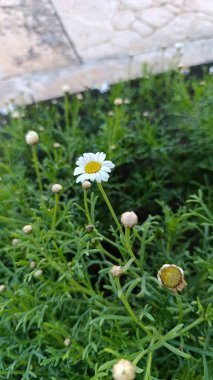 Marguerite Daisy, Boston papatyası, Beyaz Marguerite, Paris Marguerite, Argyranthme buissonnant, Anthmis des Canaries - Argyranthemum frutescens - Asteraceae, Astraces