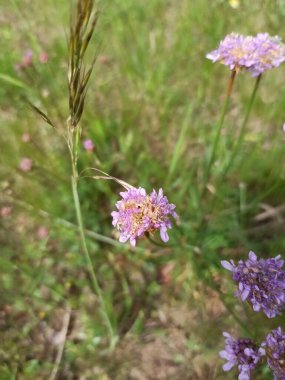 Jersey Thrift, muz suyu, Armrie des samur, Gazon d 'Espagne - Armeria Arenaria - Plumbaginaceae, Plumbaginaces