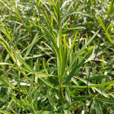 Tarhun, Estragon - Artemisia dracunculus - Asteraceae, Astrases