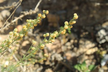 Sürünen Wormwood, Armoise rampante, Artemisa rastrera, Incienso menudo, Artemisia strisciante, Artemsia rasteira, Kriechender Beifu - Artemisia reptans - Asteraceae