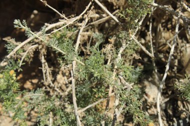 Sürünen Wormwood, Armoise rampante, Artemisa rastrera, Incienso menudo, Artemisia strisciante, Artemsia rasteira, Kriechender Beifu - Artemisia reptans - Asteraceae