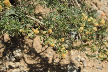 Sürünen Wormwood, Armoise rampante, Artemisa rastrera, Incienso menudo, Artemisia strisciante, Artemsia rasteira, Kriechender Beifu - Artemisia reptans - Asteraceae