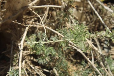 Sürünen Wormwood, Armoise rampante, Artemisa rastrera, Incienso menudo, Artemisia strisciante, Artemsia rasteira, Kriechender Beifu - Artemisia reptans - Asteraceae