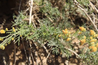 Sürünen Wormwood, Armoise rampante, Artemisa rastrera, Incienso menudo, Artemisia strisciante, Artemsia rasteira, Kriechender Beifu - Artemisia reptans - Asteraceae