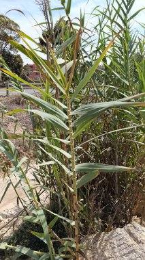 Dev baston, fil otu, Carrizo, Arundo, İspanyol bastonu, Canne de Provence, Canisse, Cannevelle, Grand roseau, Roseau quenouilles, Roseau canne, Roseau de Frjus - Arundo donax - Poaceae, Poaces