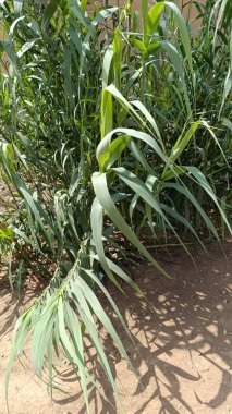 Dev baston, fil otu, Carrizo, Arundo, İspanyol bastonu, Canne de Provence, Canisse, Cannevelle, Grand roseau, Roseau quenouilles, Roseau canne, Roseau de Frjus - Arundo donax - Poaceae, Poaces