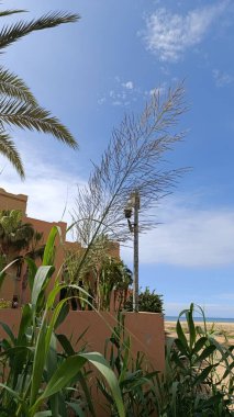 Dev baston, fil otu, Carrizo, Arundo, İspanyol bastonu, Canne de Provence, Canisse, Cannevelle, Grand roseau, Roseau quenouilles, Roseau canne, Roseau de Frjus - Arundo donax - Poaceae, Poaces