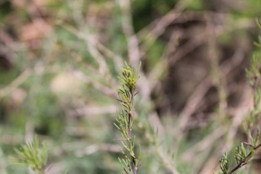 Beyaz kuşkonmaz, Asperge tiges blanche, Asperge blanche - kuşkonmaz, kuşkonmaz