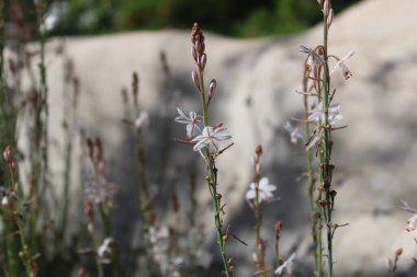 Hollow saplı Asphodel, Pembe asphodel, Asphodle fistuleux, Asphodelus fistulosus - Asphodelaceae, Asphodelaces
