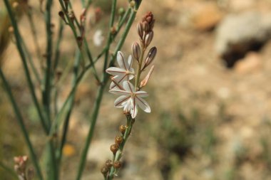 Hollow saplı Asphodel, Pembe asphodel, Asphodle fistuleux, Asphodelus fistulosus - Asphodelaceae, Asphodelaces