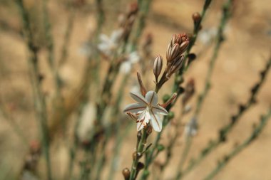 Hollow saplı Asphodel, Pembe asphodel, Asphodle fistuleux, Asphodelus fistulosus - Asphodelaceae, Asphodelaces