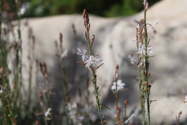 Hollow saplı Asphodel, Pembe asphodel, Asphodle fistuleux, Asphodelus fistulosus - Asphodelaceae, Asphodelaces