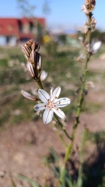 Dallanan asphodel, Küçük meyveli Asphodel, Silverrod, Asphodle ramifi, Asphodelus ramosus - Asphodelaceae, Asphodlaceae, Asphodlaces