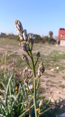 Dallanan asphodel, Küçük meyveli Asphodel, Silverrod, Asphodle ramifi, Asphodelus ramosus - Asphodelaceae, Asphodlaceae, Asphodlaces