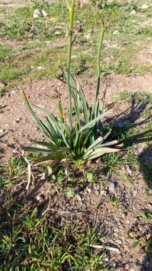 Dallanan asphodel, Küçük meyveli Asphodel, Silverrod, Asphodle ramifi, Asphodelus ramosus - Asphodelaceae, Asphodlaceae, Asphodlaces
