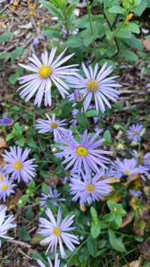 Michaelmas Aster, Avrupa Michaelmas papatyası, İtalyan yıldız otu, Marguerite de la Saint-Michel, Aster amelle - Aster amellus - Asteraceae, Astraces