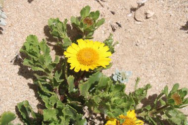 Fas Denizi Daisy, Fas Sarı Daisy, Marguerite de mer marocaine, Marguerite jaune marocaine - Asteriscus imbricatus - Asteraceae, Astraces