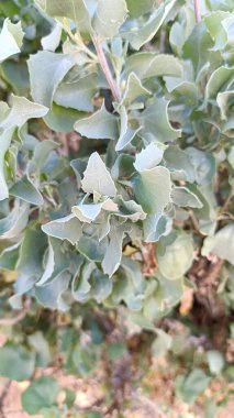 Saltbush, Arroche halime, pourpier de mer, arroche marine, fessecul - Atriplex halimus - Amaranthaceae, Amaranthaces