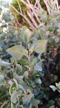 Saltbush, Arroche halime, pourpier de mer, arroche marine, fessecul - Atriplex halimus - Amaranthaceae, Amaranthaces