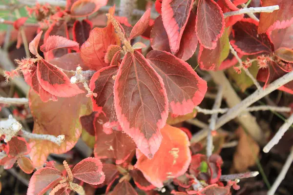 Bakır yaprağı, Yakup 'un paltosu, Flamengueira, Acalyphe cuivr, Cancan, Foulard, Ricinelle - Acalypha wilkesiana - Euphorbiaceae, Euphorbiaces