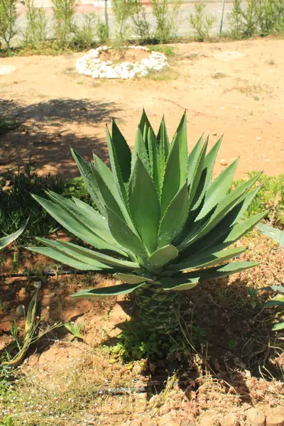 Sisal kenevir, Mescal, Agave sisal, Maguey de Sisal, Sisalagave, Sisaleira - Agave sisalana - Asparagaceae