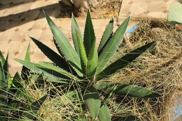 Thorncrest yüzyıl bitkisi, Agave crt, Agave fleur dress, Tula Ixtle, Agawa czterokolorowa, Maguey mezortillo - Agave lophantha - Asparagaceae