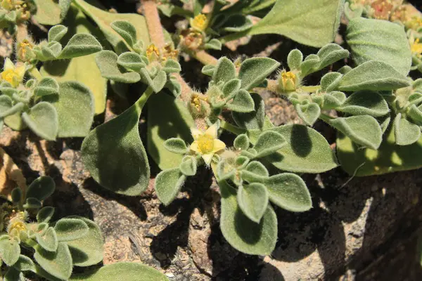 Purslane Aizoaceae, Aizoaces, Aizoon des Canaries, Pata perro, Aizoaceae 'den ayrıldı.