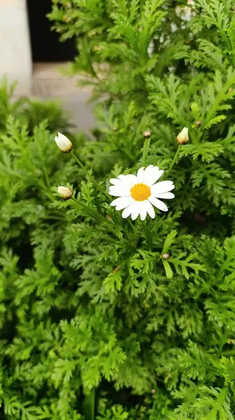 Marguerite Daisy, Boston papatyası, Beyaz Marguerite, Paris Marguerite, Argyranthme buissonnant - Argyranthemum frutescens - Asteraceae