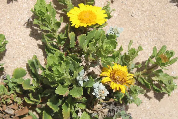 Fas Denizi Daisy, Fas Sarı Daisy, Marguerite de mer marocaine, Marguerite jaune marocaine - Asteriscus imbricatus - Asteraceae, Astraces