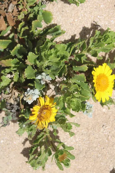 Fas Denizi Daisy, Fas Sarı Daisy, Marguerite de mer marocaine, Marguerite jaune marocaine - Asteriscus imbricatus - Asteraceae, Astraces