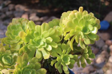 Aonium en arbre, Aeonio, Bejeque, Semprevivo arborescente, Tree Aenium - Aeonium Arboreum, Sedum arboreum, Aeonium korneliuslemsii, Sempervivum arboreum - Crassulaceae