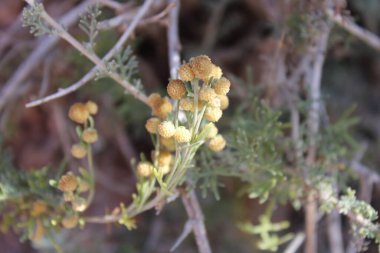 Sürünen Wormwood, Armoise rampante, Artemisa rastrera, Incienso menudo, Artemisia strisciante, Artemsia rasteira, Kriechender Beifu - Artemisia reptans - Asteraceae
