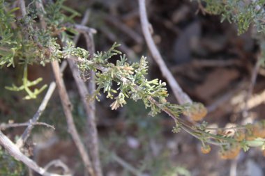 Sürünen Wormwood, Armoise rampante, Artemisa rastrera, Incienso menudo, Artemisia strisciante, Artemsia rasteira, Kriechender Beifu - Artemisia reptans - Asteraceae