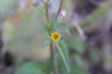 21, İspanyol iğneleri, Bident poilu, Herbe d 'aiguille, Mozote, Forbicina pelosa - Bidens pilosa - Asteraceae, Astraces