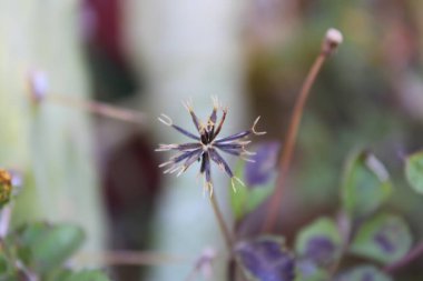 21, İspanyol iğneleri, Bident poilu, Herbe d 'aiguille, Mozote, Forbicina pelosa - Bidens pilosa - Asteraceae, Astraces