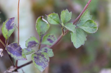 21, İspanyol iğneleri, Bident poilu, Herbe d 'aiguille, Mozote, Forbicina pelosa - Bidens pilosa - Asteraceae, Astraces