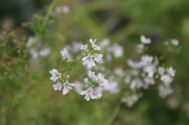 Kişniş, Kişniş, Kişniş, Cilantro, Coriandolo, Koriander, Coentro - Coriandrum sativum - Apiaceae, Apiaces