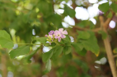 Altın çiy damlaları, Vanillier de Cayenne, Durante elbisesi, Violeteira, Pingo de Ouro, Durantas verdes - Duranta erecta - Verbenaceae