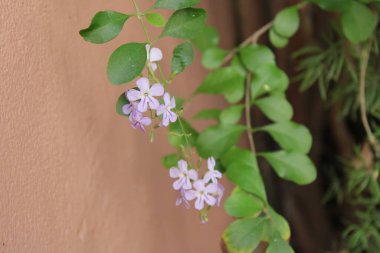 Altın çiy damlaları, Vanillier de Cayenne, Durante elbisesi, Violeteira, Pingo de Ouro, Durantas verdes - Duranta erecta - Verbenaceae